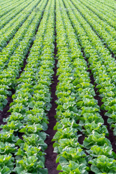 istock Farmers field with growing in rows green organic lettuce leaf vegetables 1175483347