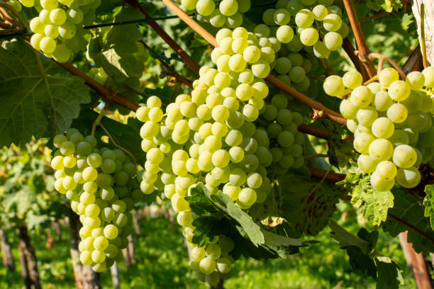 istock Vineyard with growing white wine grapes, riesling or chardonnay grapevines in summertime 1175483384