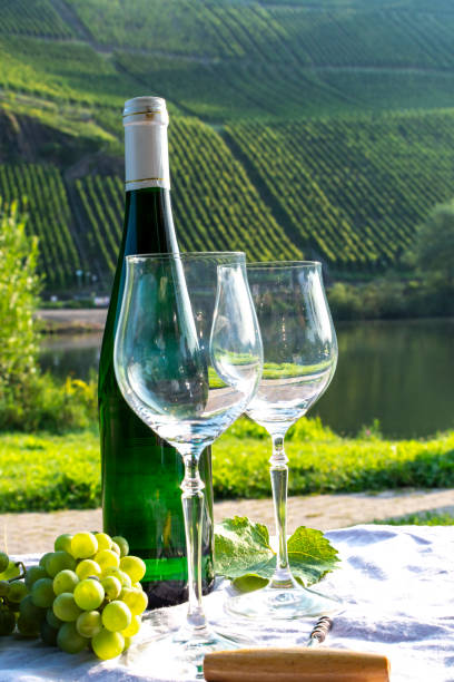 istock Famous German quality white wine riesling, produced in Mosel wine regio from white grapes growing on slopes of hills in Mosel river valley in Germany 1175483404