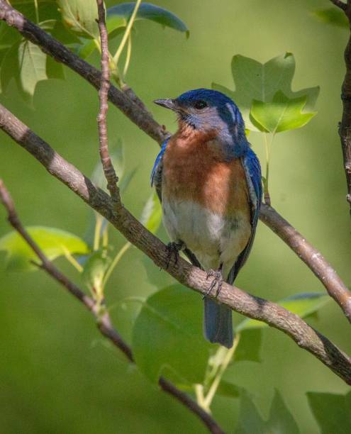 istock Eastern Bluebird resting in the shade 1175483543