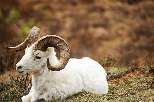 Full-curl horn ram Dall Sheep in Denali National Park and Preserve Alaska USA