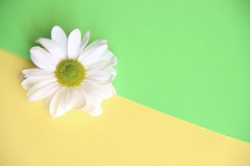 One white Daisy flower on yellow and green background divided diagonally, close-up