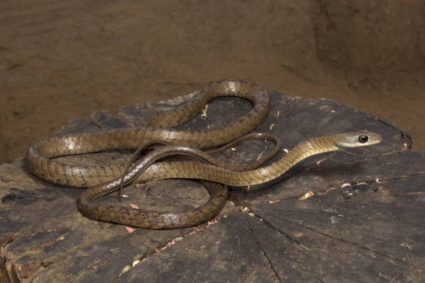 istock Large eye bronzeback tree snake, Dendrelaphis sp, Colubridae, Silent Valley National Park, Kerala. 1175485165