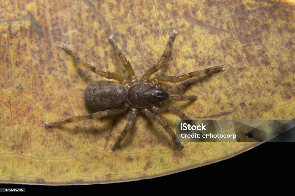 Brush Footed Spider Tigidia Sp Barychelidae Neyyar Wildlife Sanctuary  Kerala India Stock Photo - Download Image Now - iStock