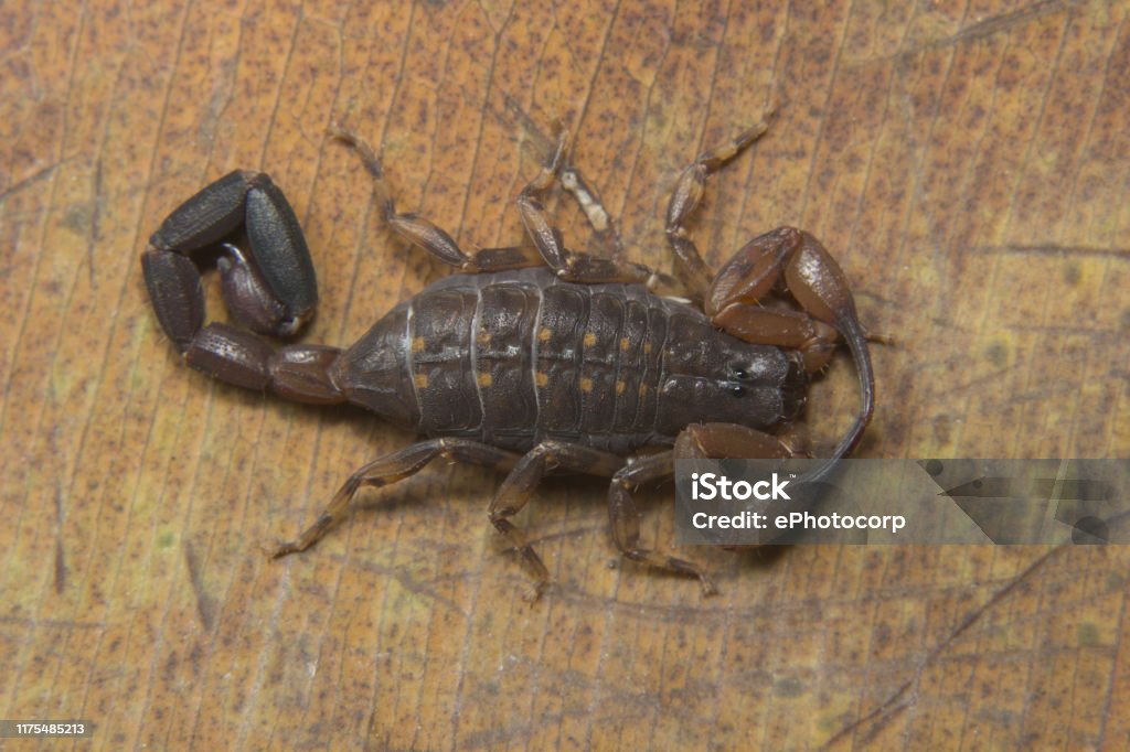 Lycus Sp Buthidae Neyyar Wildlife Sanctuary Kerala Stock Photo - Download Image Now - iStock Lycus Sp Buthidae Neyyar Wildlife Sanctuary Kerala Stock Photo - Download Image Now - iStock