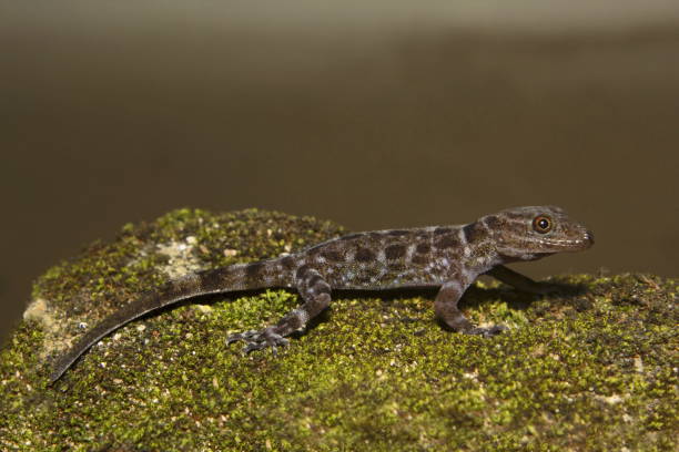 istock Dwarf gecko, Cnemaspis sp, Gekkonidae, Thenmala, Kerala. 1175485252