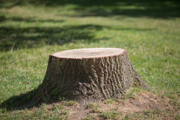 istock Sawn tree felled cut down in a park 1175485268