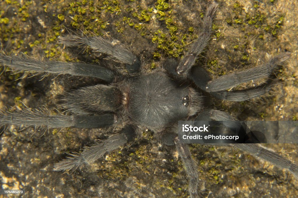 Annandaliella Sp Theraphosidae Neyyar Wildlife Sanctuary Kerala Small Tarantula Found Under Rocks Stock Photo - Download Image Now - iStock Annandaliella Sp Theraphosidae Neyyar Wildlife Sanctuary Kerala Small Tarantula Found Under Rocks Stock Photo - Download Image Now - iStock