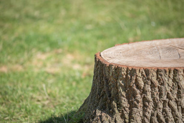 istock Sawn tree felled cut down in a park 1175485419