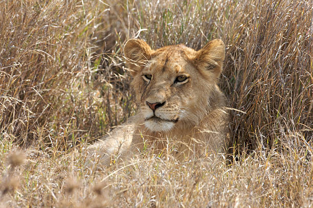 Lions photographed in various National Parks in Africa, Kenya and Tanzania