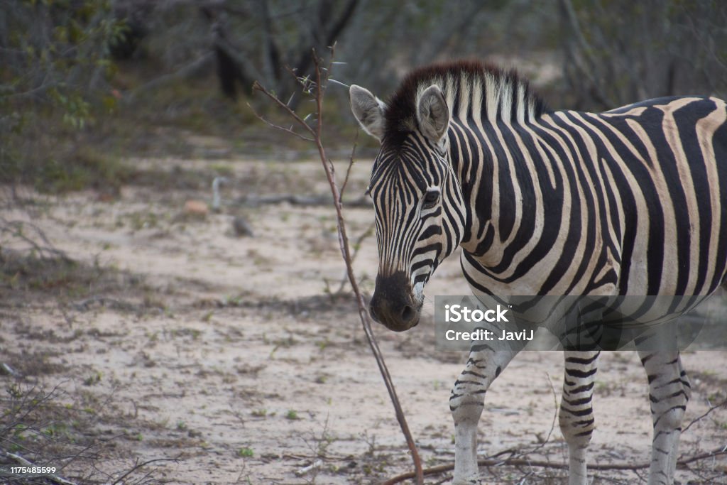 A zebra in the Kruger National Park, Sudáfrica Kruger National Park, Sudáfrica Adventure Stock Photo