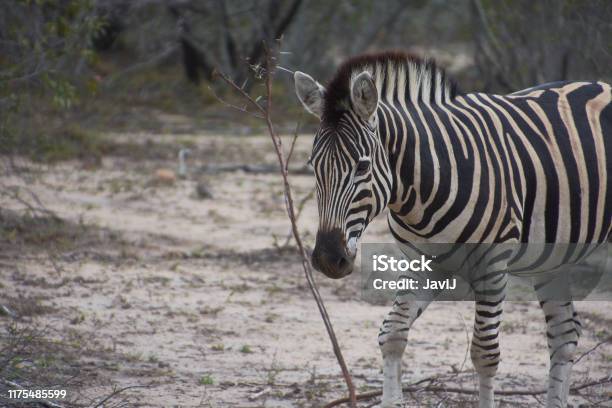 A Zebra In The Kruger National Park Sudáfrica Stock Photo - Download Image Now - Adventure, Africa, Animal
