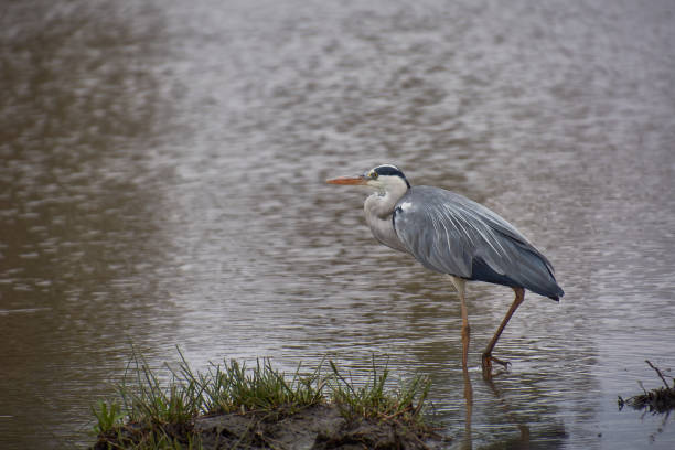 istock A heron walks down a river in Kruger National Park, South Africa 1175485604