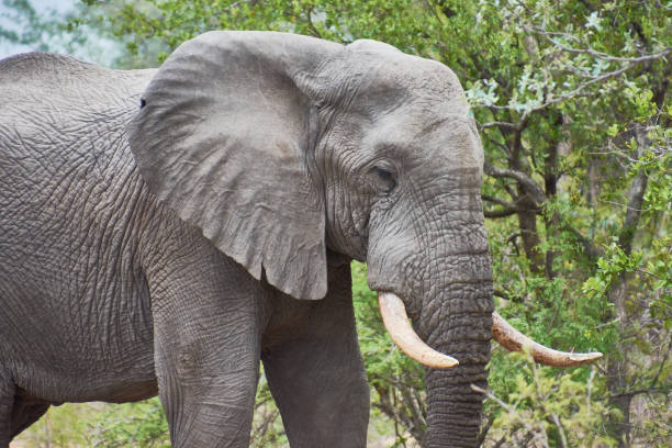 istock An elephant walks through Kruger National Park, South Africa 1175485628