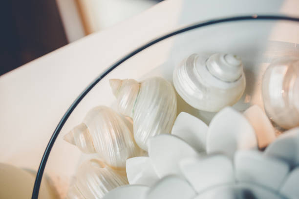 Abstract, Photography, Elements, Stills Life - Collection of Seashells placed in a glass bowl