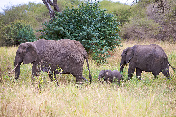 Elephant family with mother, father and calf. They are being playful on the African savannah