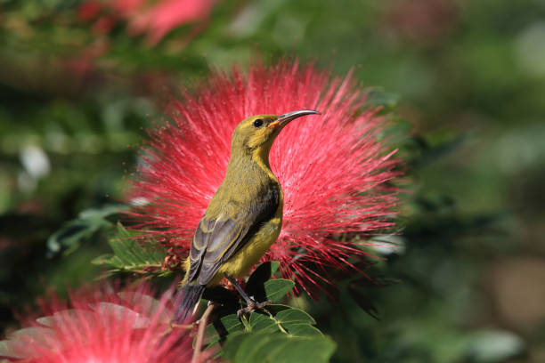 istock olive-backed sunbird (Cinnyris jugularis) Daintree Rainforest, Queensland, Australia 1175488233