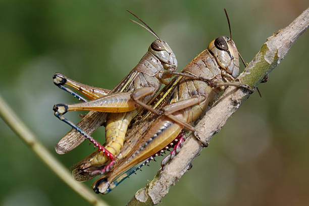 sprężynę. - locust two animals insect pest zdjęcia i obrazy z banku zdjęć
