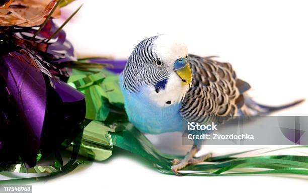 Papagaio Azul E Ouropel De Alumínio - Fotografias de stock e mais imagens de Animal - Animal, Azul, Brincar