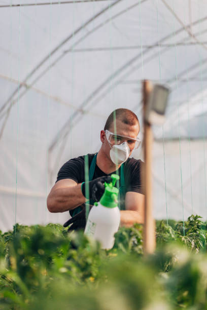 istock Farmer spraying plants on organic farm 1175490307