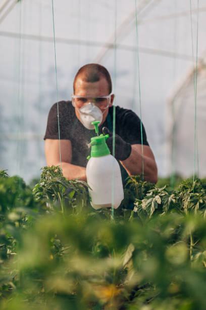 istock Farmer spraying plants on organic farm 1175490325