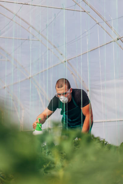 istock Farmer spraying plants on farm 1175490355