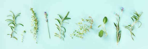 istock Culinary aromatic herbs on a teal blue background. Rosemary, thyme, lavender, sage, shot from above, a flat lay panorama 1175490556