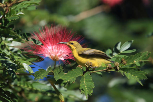 istock olive-backed sunbird (Cinnyris jugularis) Daintree Rainforest, Queensland, Australia 1175490688