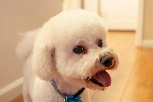 istock Portrait Of Bichon Frise 1175491404