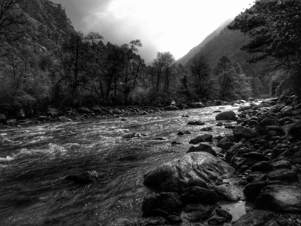 istock Nature in black and white 1175491566