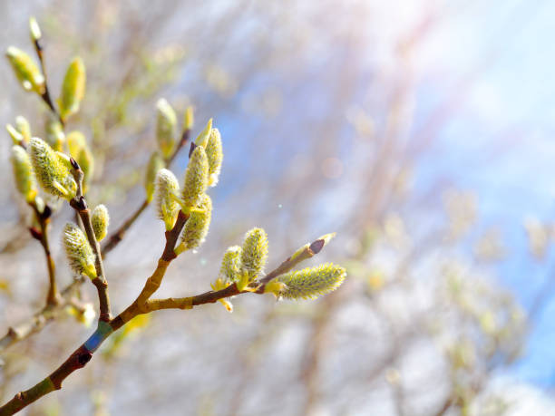 istock Spring sunny day. Blooming willow, salix flowers on azure sky background. Easter 1175492171