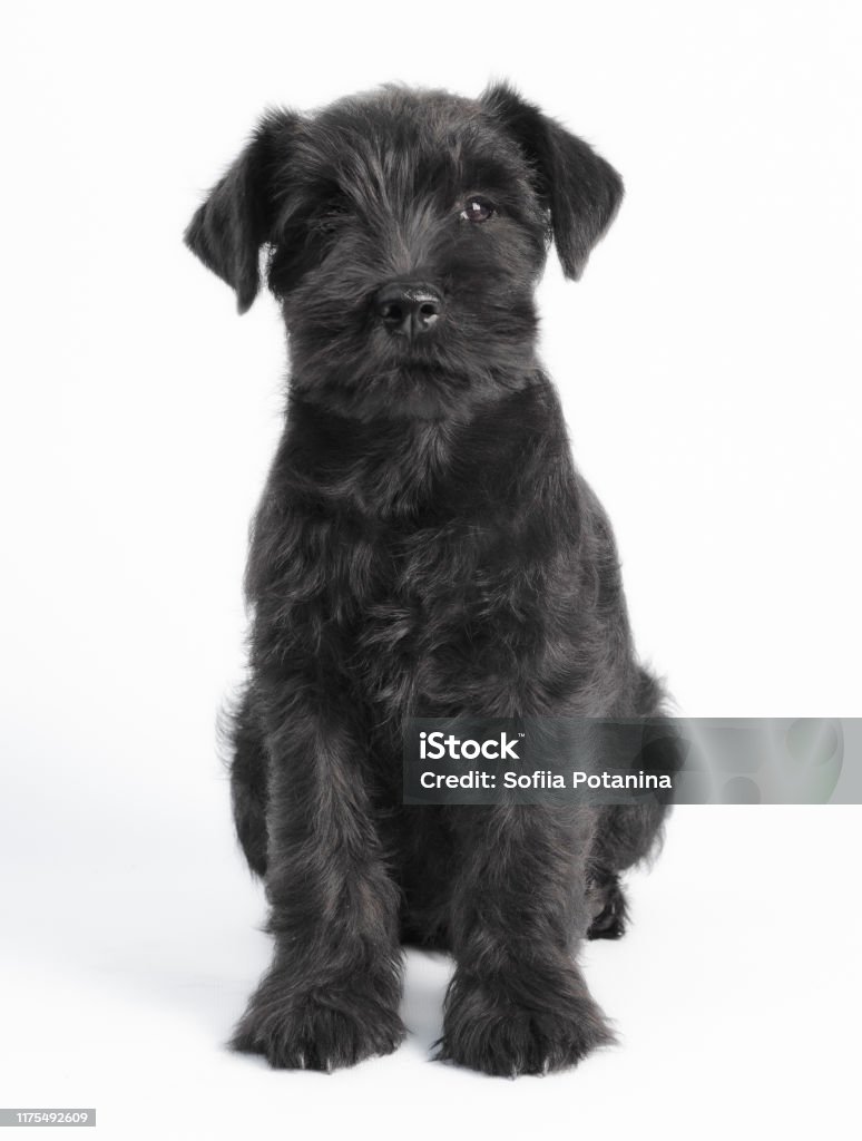 Little Black Puppy Breed Miniature Schnauzer On A White Background Close Up Isolated Stock Photo - Download Image Now - iStock Little Black Puppy Breed Miniature Schnauzer On A White Background Close Up Isolated Stock Photo - Download Image Now - Istock