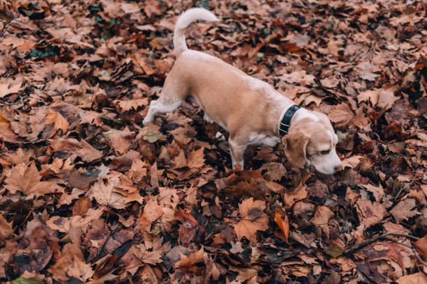 istock Beagle dog in the leaves 1175494424