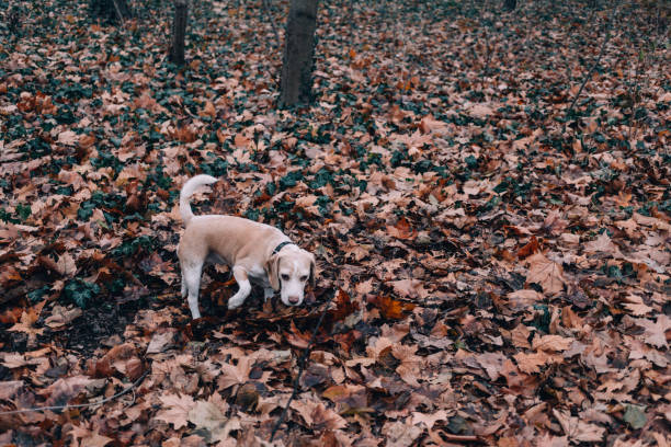 istock Beagle dog walking through the autumn forest 1175494529