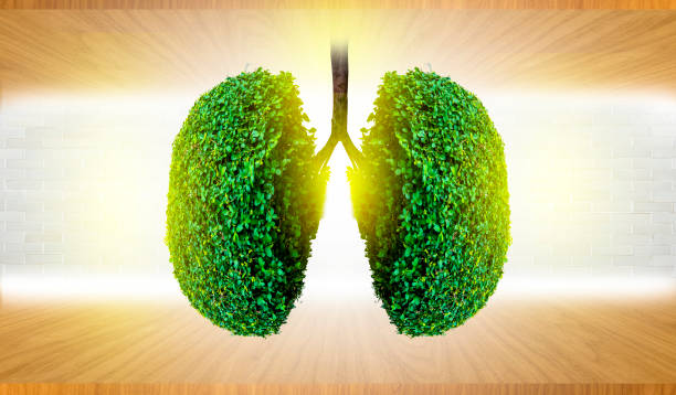 istock Lung green tree-shaped images, medical concepts, autopsy, 3D display and animals as an element 1175498128