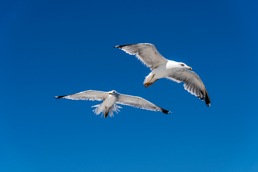Two seagulls is flying in blue sky, Greece.