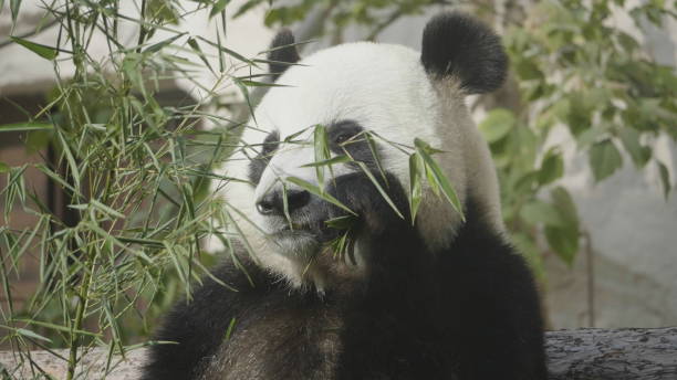 istock Panda goes on a background of green grass 1175498237