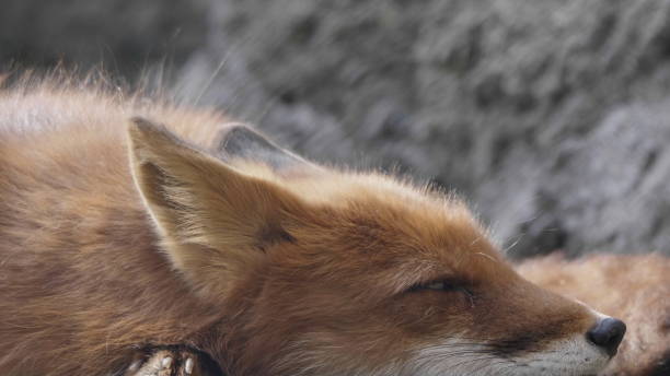istock Golden jackal in nature tracks down prey, portrait 1175498339