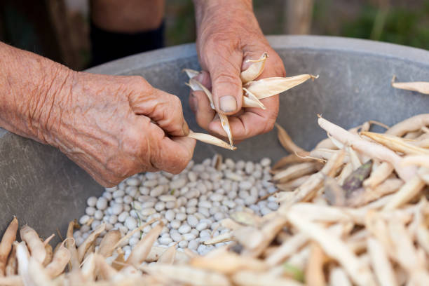 istock Hands of an old woman 1175499264