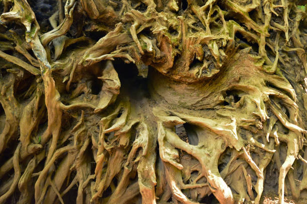 Background texture of Banyan Tree roots.