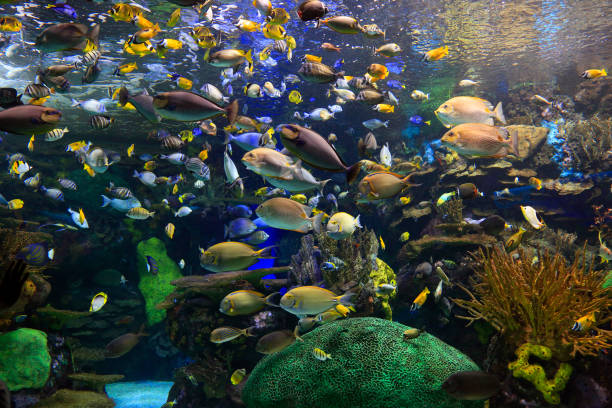 istock Coral Reef and colorful tropical fish swimming 1175503774