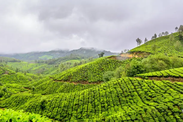 Photo of Lush green Tea estates of Munnar, Kerala (also known as tea capital of India) during Monsoon season in Kerala, India