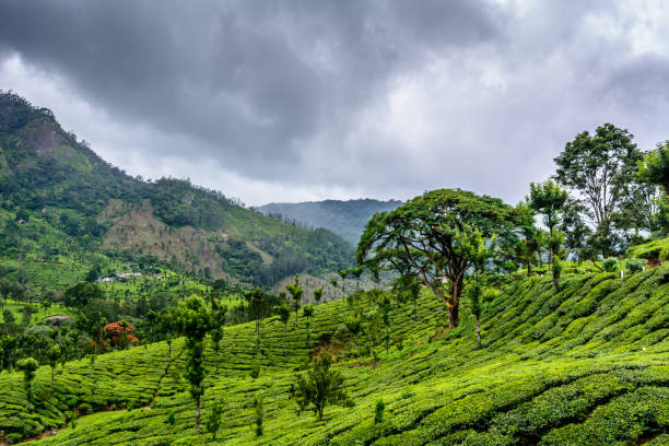 istock Munnar (also known as tea capital of India) during Monsoon in Kerala, India 1175503926