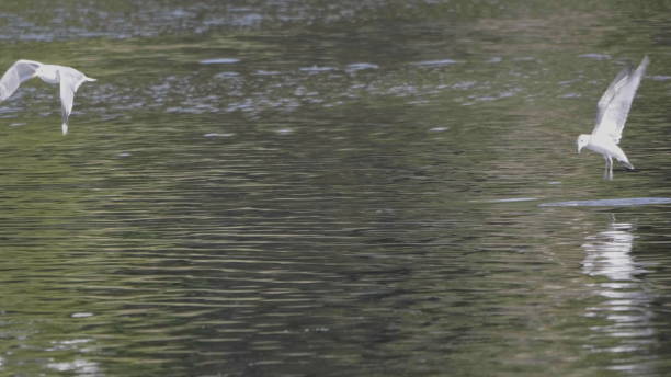 istock Seagull flying on water surface with speed to catch food 1175504299