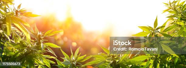 Cannabis With Flowers At Sunset Sativa Medical Legal Marijuana Stock Photo - Download Image Now