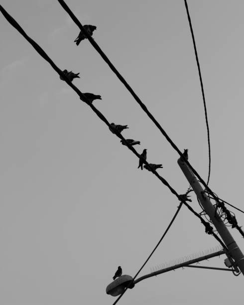 istock Birds of electric cables 1175505859