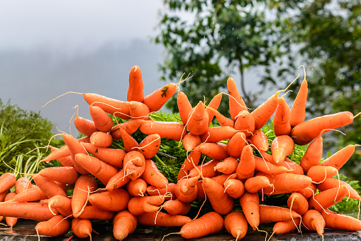Freshly plucked Carrots in Munnar (also known as tea capital of India) during Monsoon in Kerala, India