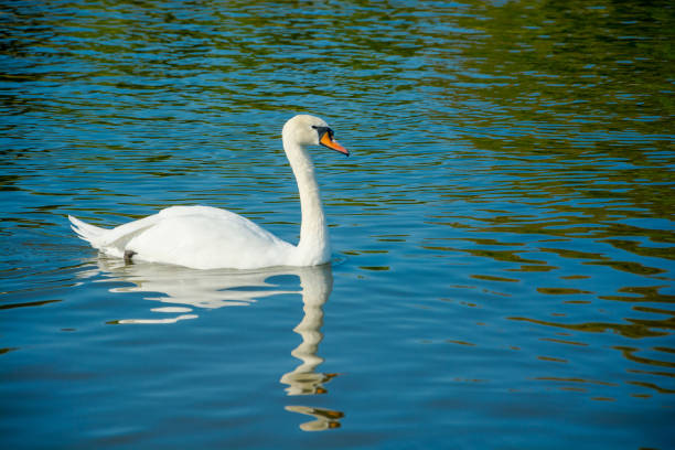 istock White swan at the pond 1175506970