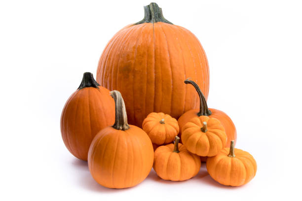 istock Large and small pumpkins for halloween and thanksgiving 1175507121