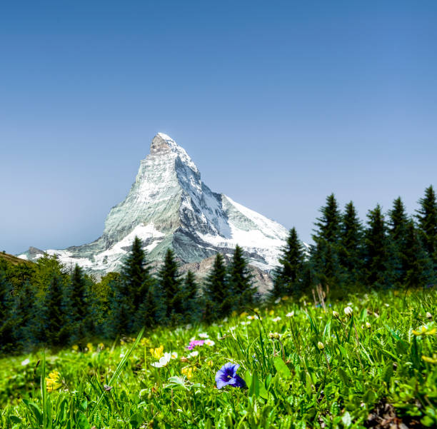 Matterhorn with gentian meadow in Swiss
